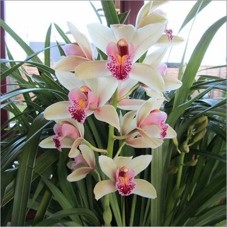 Cymbidium Flowers