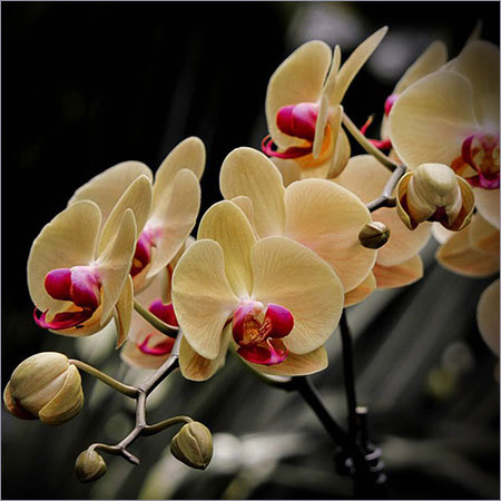 Phalaenopsis Orchids