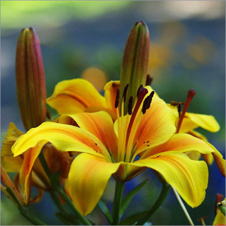 Oriental Lilies