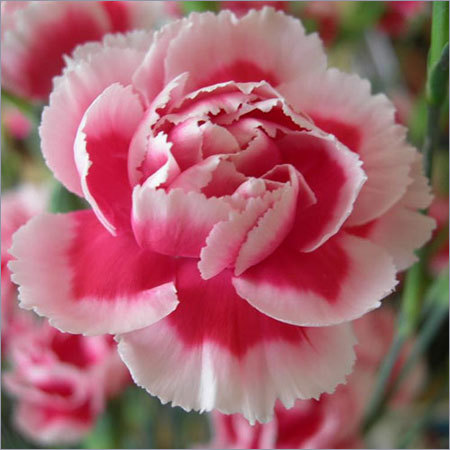 Carnation Flower