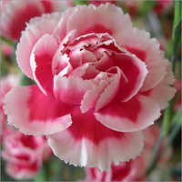 Carnation Flower