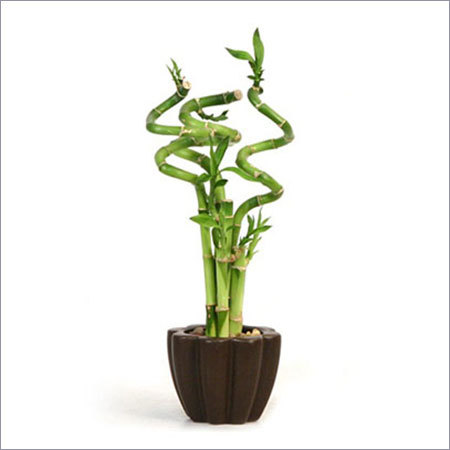 Lucky Bamboo Plant