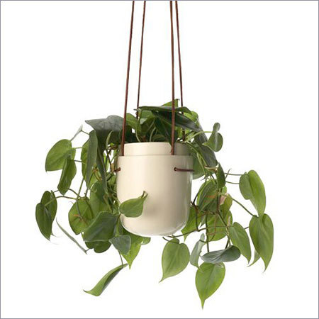 Hanging Basket Plant