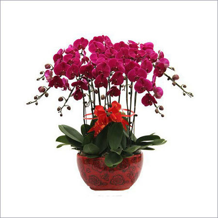 Phalaenopsis Plants