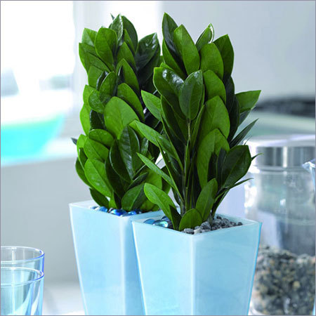 Zamioculcas Plant