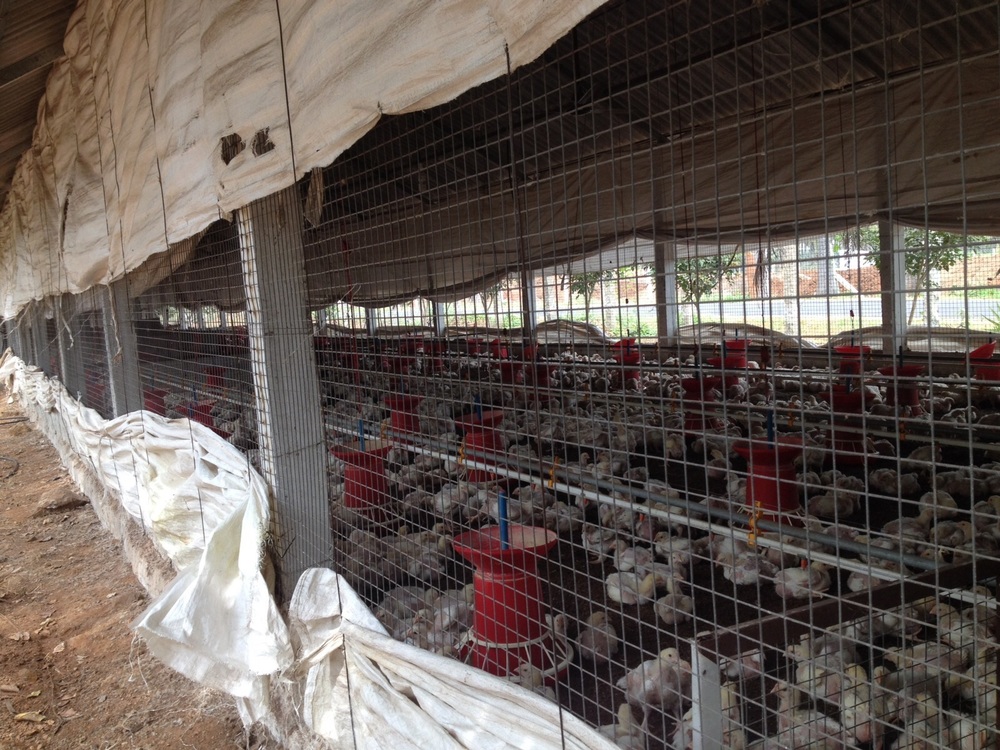 Poultry Shed Fencing