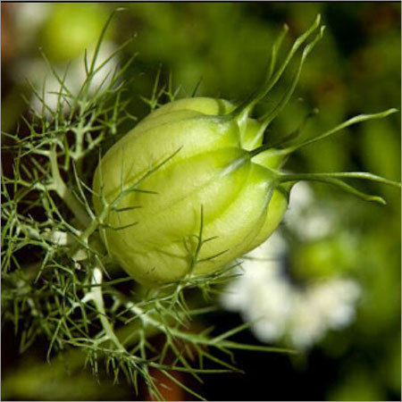 Black Cumin