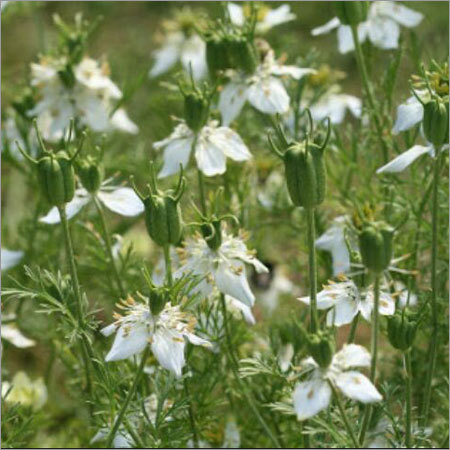 Moringa Flower
