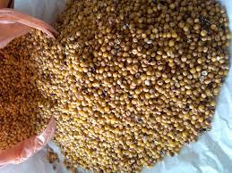Hybrid White -red Sorghum Seeds