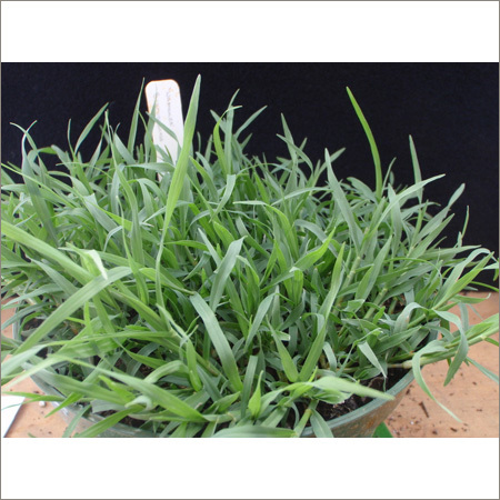 Bermuda Grass