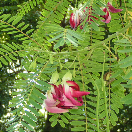 Sesbania Grandiflora Leaf