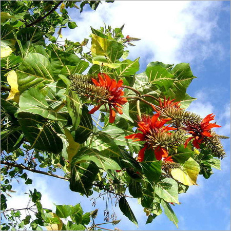 Erythrina Variegata Powder