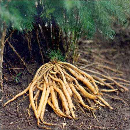 Asparagus Racemosus Powder