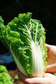 Chines Cabbage