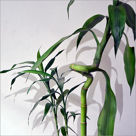 Vastu Plant