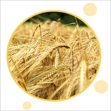 Barley Seeds