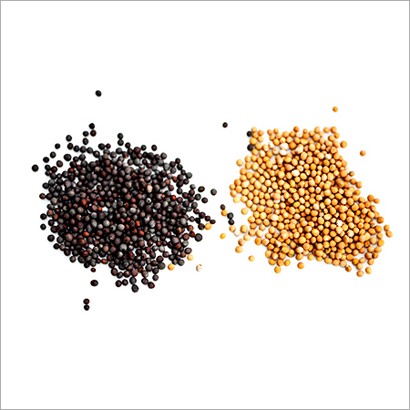 Fresh Mustard Seeds