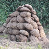 Cow Dung