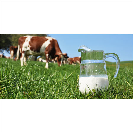 Dairy Products