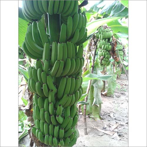 Banana Fruits