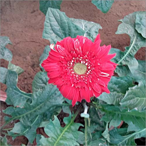 Gerbera Plants