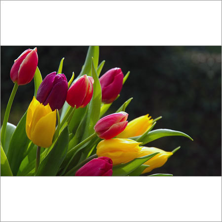 Fresh Flowers