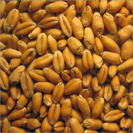 Fresh Wheat