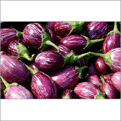 Fresh Brinjal