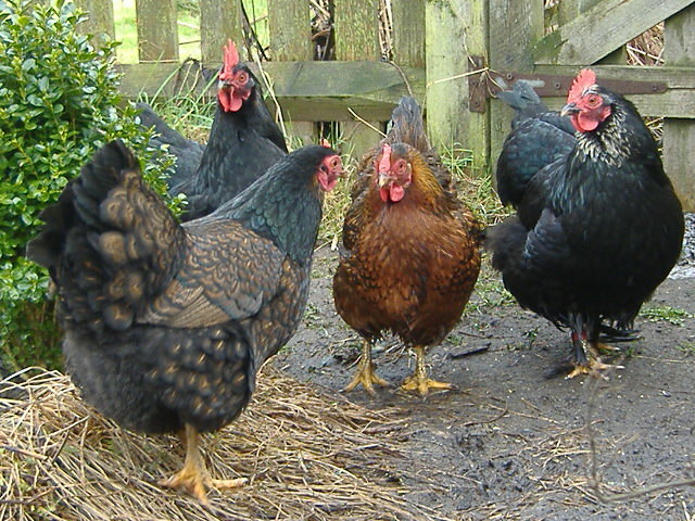 Organic Broiler Chicken Feed