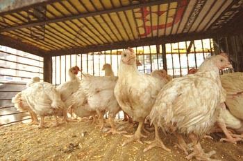 Organice Broiler Grower Feed