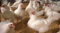 Organic Broiler Poultry Feed