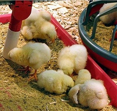 Organic Broiler Poultry Feed