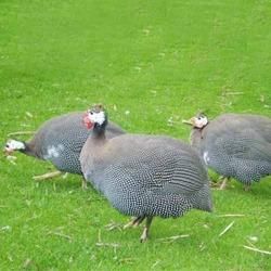 Guinea Fowl Feed