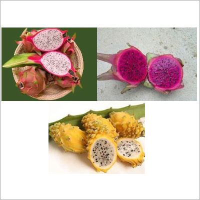 Dragon Fruit