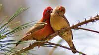 Love Bird Feed