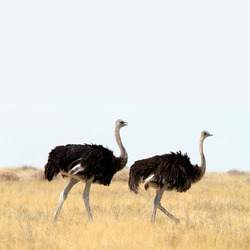 Ostrich Finisher Feed