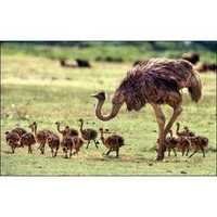 Ostrich Grower Feed
