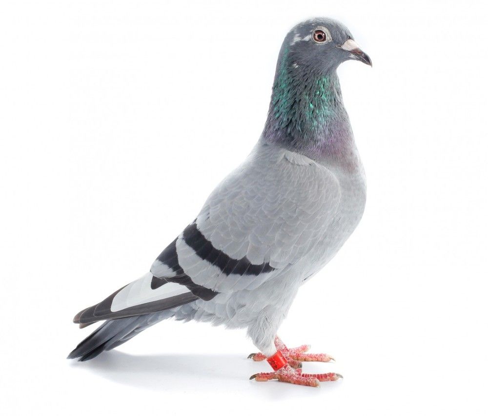 Pigeon Feed Mix