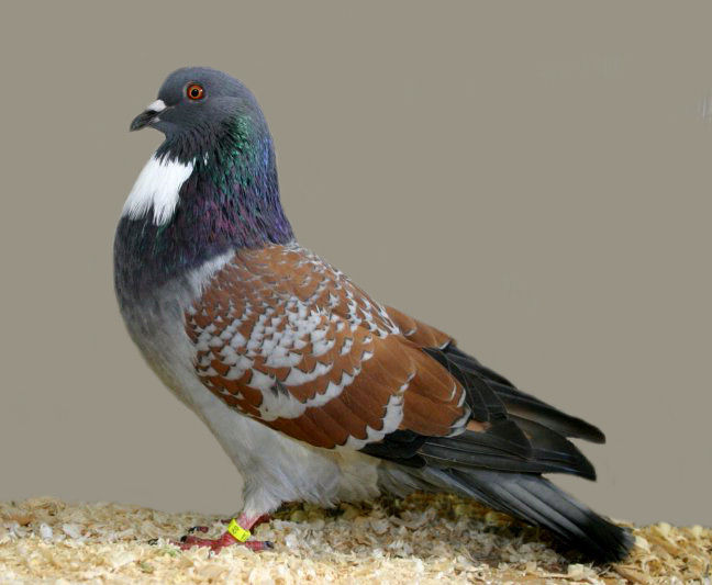 Pigeon Breeder Feed