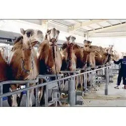 Camel Farm Feed