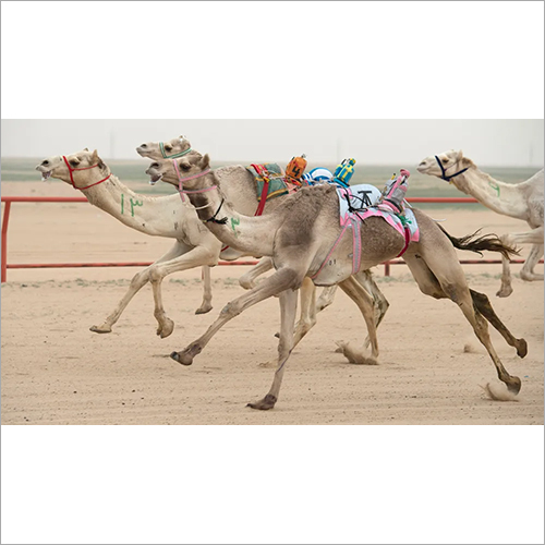 Brown Racing Camel Feed