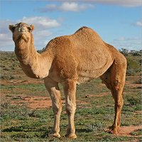 High Energy Camel Feed