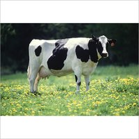Cattle Feed