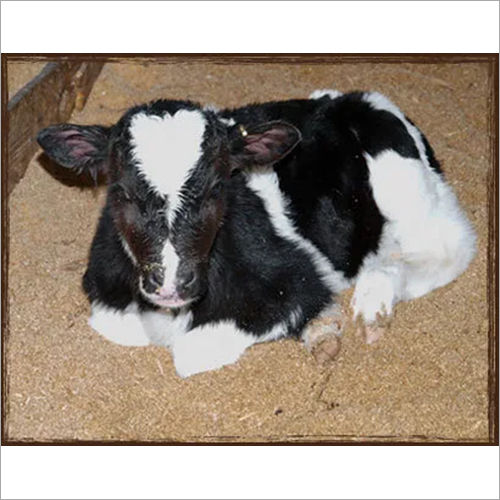 Calf Grower Feed