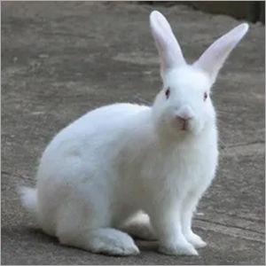 Brown Laboratory Rabbit Feed