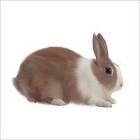 Rabbit Feed