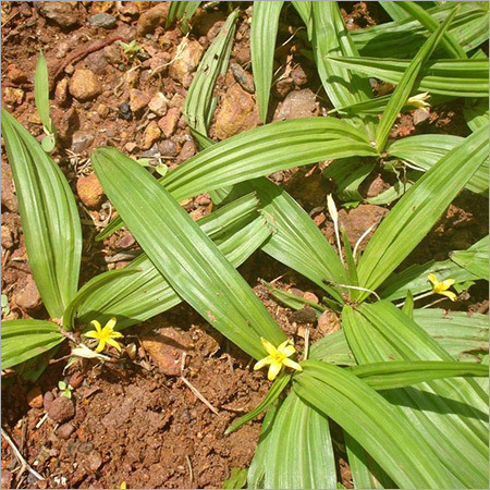 Chrysopogon Zizanioides