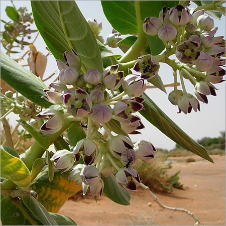 Calotropis Gigantea Powder