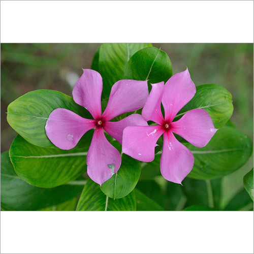Catharanthus Roseus Powder