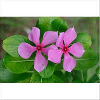 Catharanthus Roseus Powder
